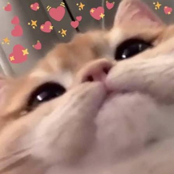 lilyfideno